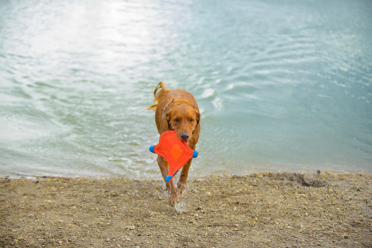 Golden Retriever mit Spielzeug am Wasser